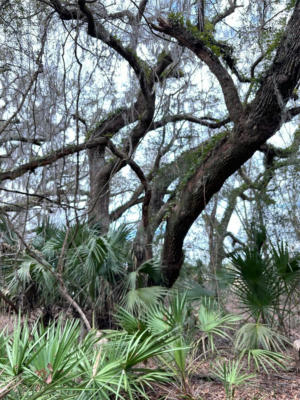 LOT 8 NW 45 TERRACE, CHIEFLAND, FL 32626, photo 2 of 9